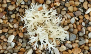 Does sea moss increase testosterone? Is it safe for men to take?