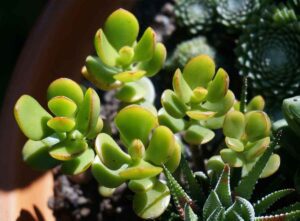 How do I prune a jade plant and grow a bush?