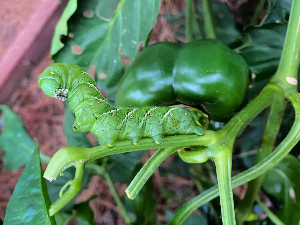 How to get rid of caterpillars organically
