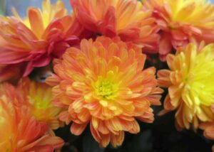 How to grow and care for chrysanthemums?