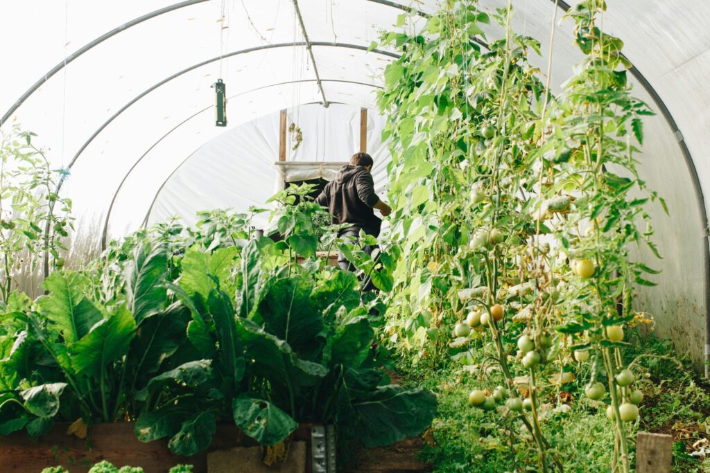 How to set up a large greenhouse for year-round gardening