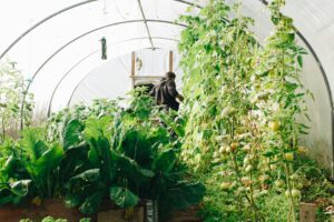 How to set up a large greenhouse for year-round gardening