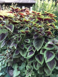 She planted amaranth two years ago...
