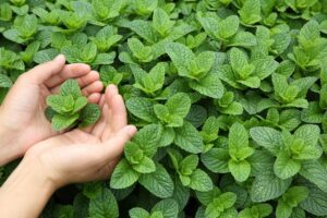 The Nutritional Power of Peppermint