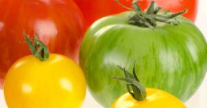 When and how to water tomatoes