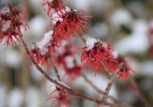 Master class on winter shrubs: the best specialized content