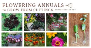 12 flowering annuals that can be grown from cuttings