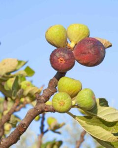 15 Trees Every Homesteader Should Plant
