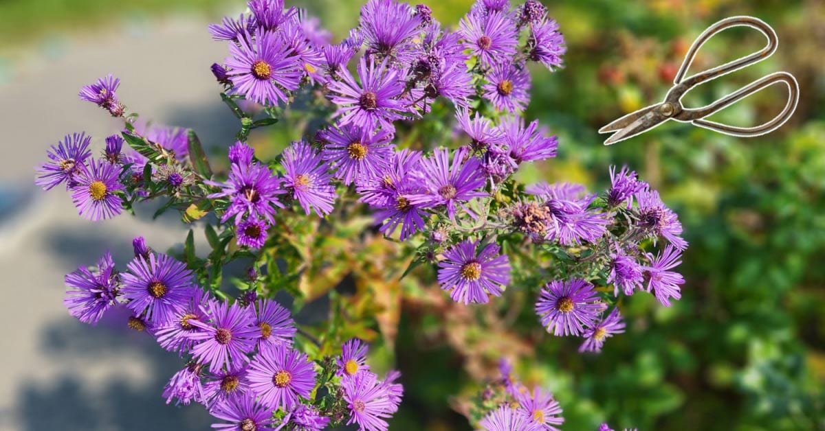 20 native plants you can grow from cuttings