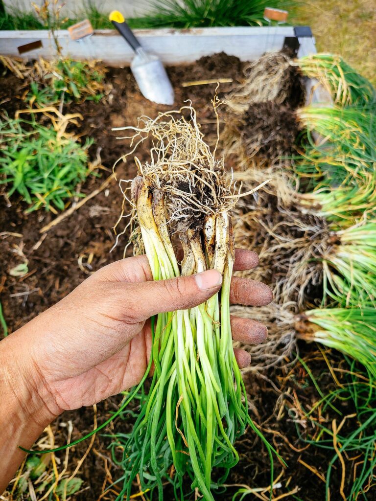 44 perennials that should be divided and replanted in the fall