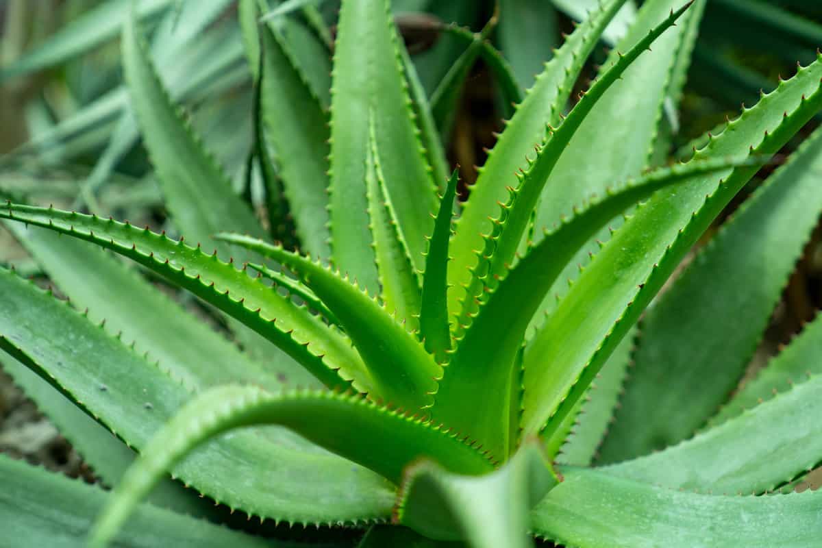 Benefits of Pure Aloe Vera | Elana's Pantry