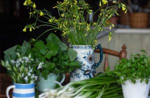 Bermuda Buttercup: Neither Bermuda nor Buttercup