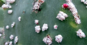 Cactus turns white: the most common causes and solutions