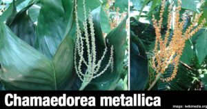 Chamadrea Metallica Care: Grow unique metallic palms