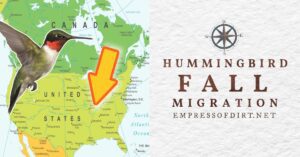 Fall 2024 Hummingbird Migration (Canada and United States)