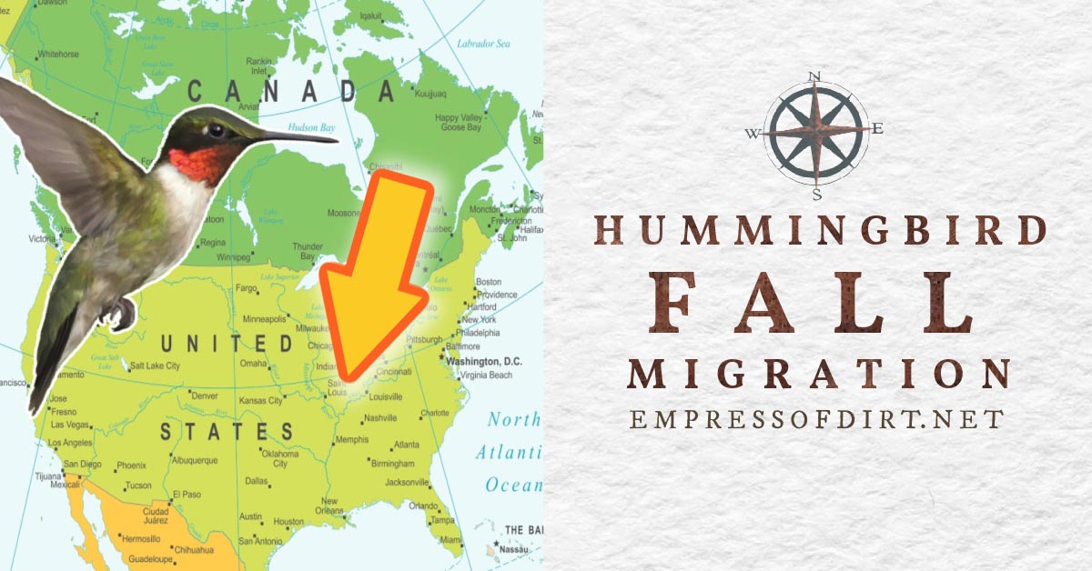 Fall 2024 Hummingbird Migration (Canada and United States)