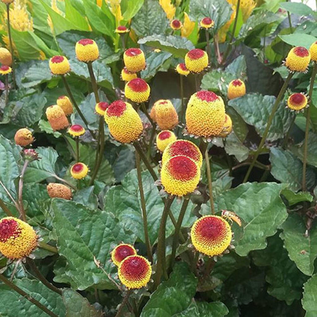 Grow your Halloween garden with these spooky plants