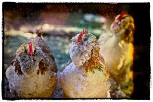 How cold is too cold for chickens?