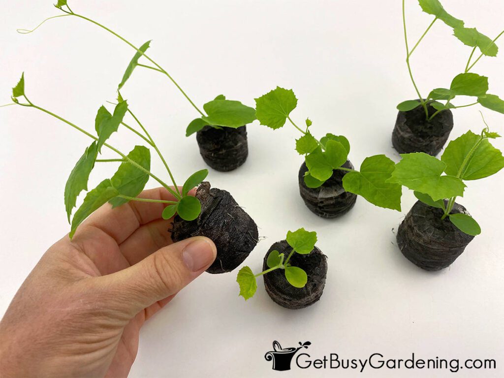 How to grow cucamelons from seeds and when to plant them