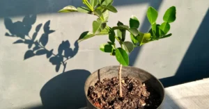How to grow kaffir lime trees from cuttings
