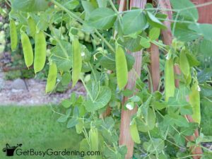 How to grow peas at home