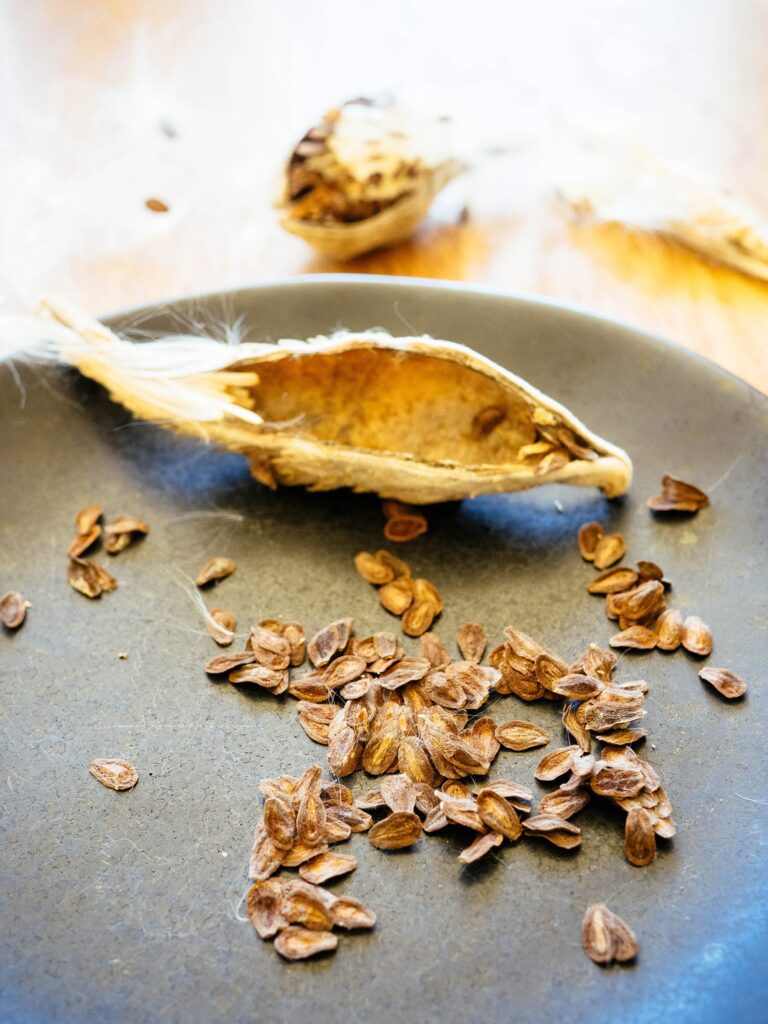 How to harvest milkweed seeds and remove fluff (in 10 seconds!)