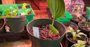 How to plant hosta cuttings