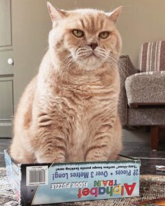 How to stop a cat from getting sick