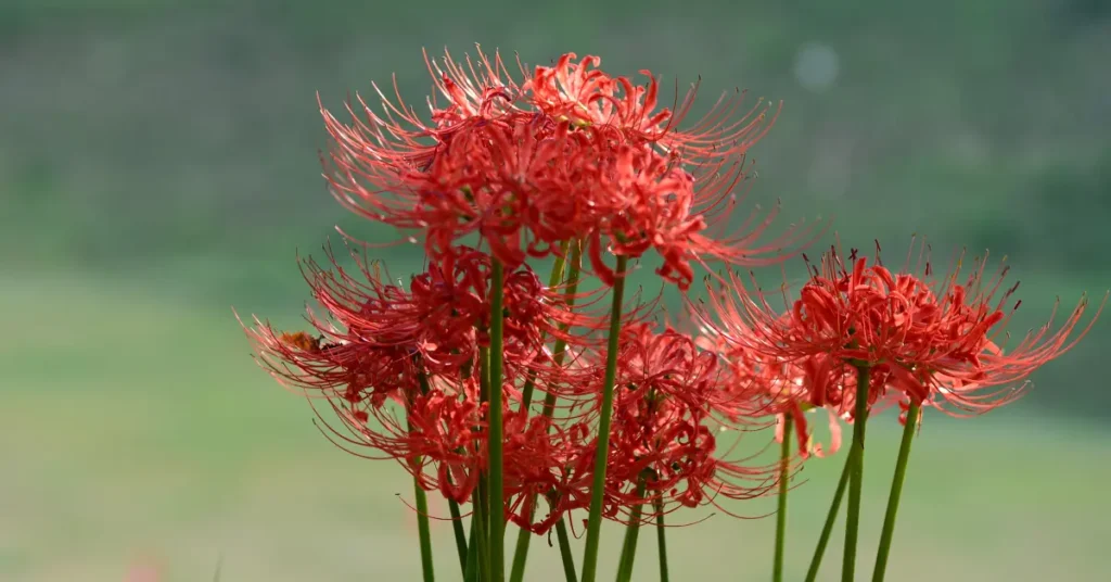 Meaning of Manjusha: Symbolism of various colors of Manjusha