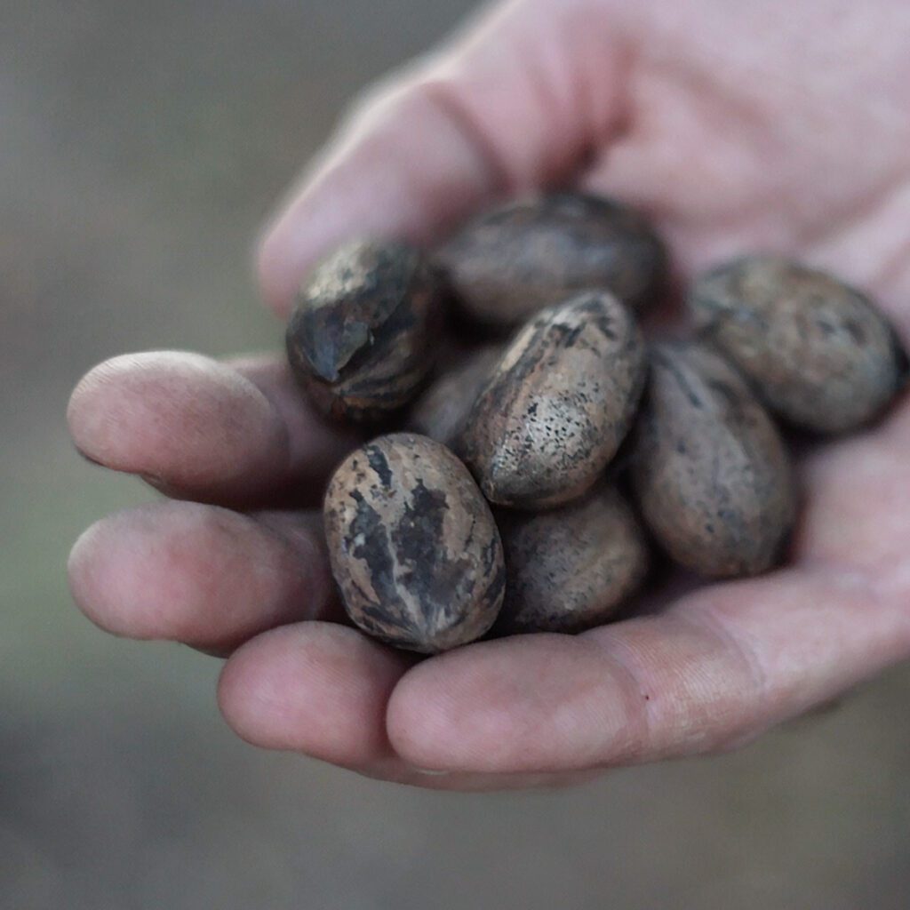 Pecan changes and old tree feeding
