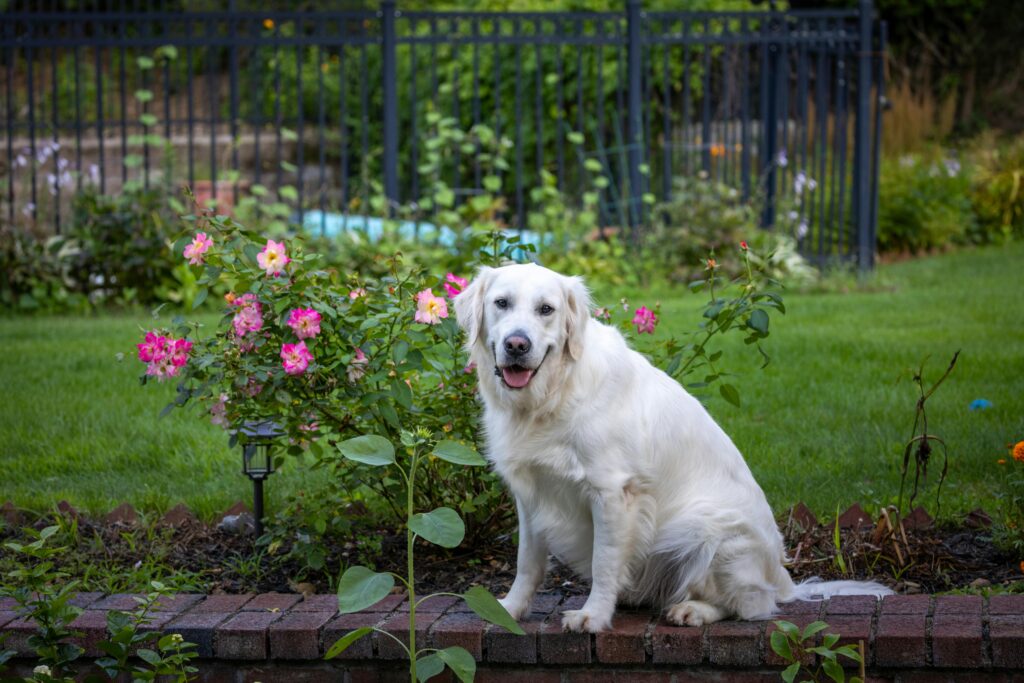 Pet-safe gardening: choosing the right herbicide