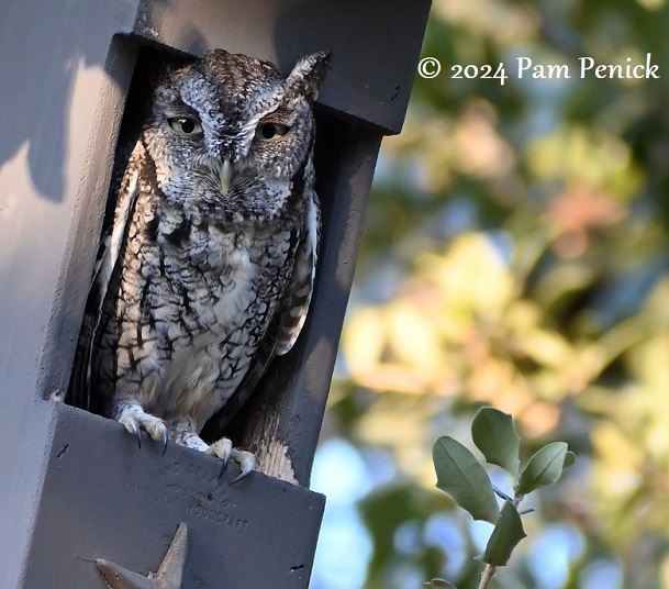 Screech owl in a new box