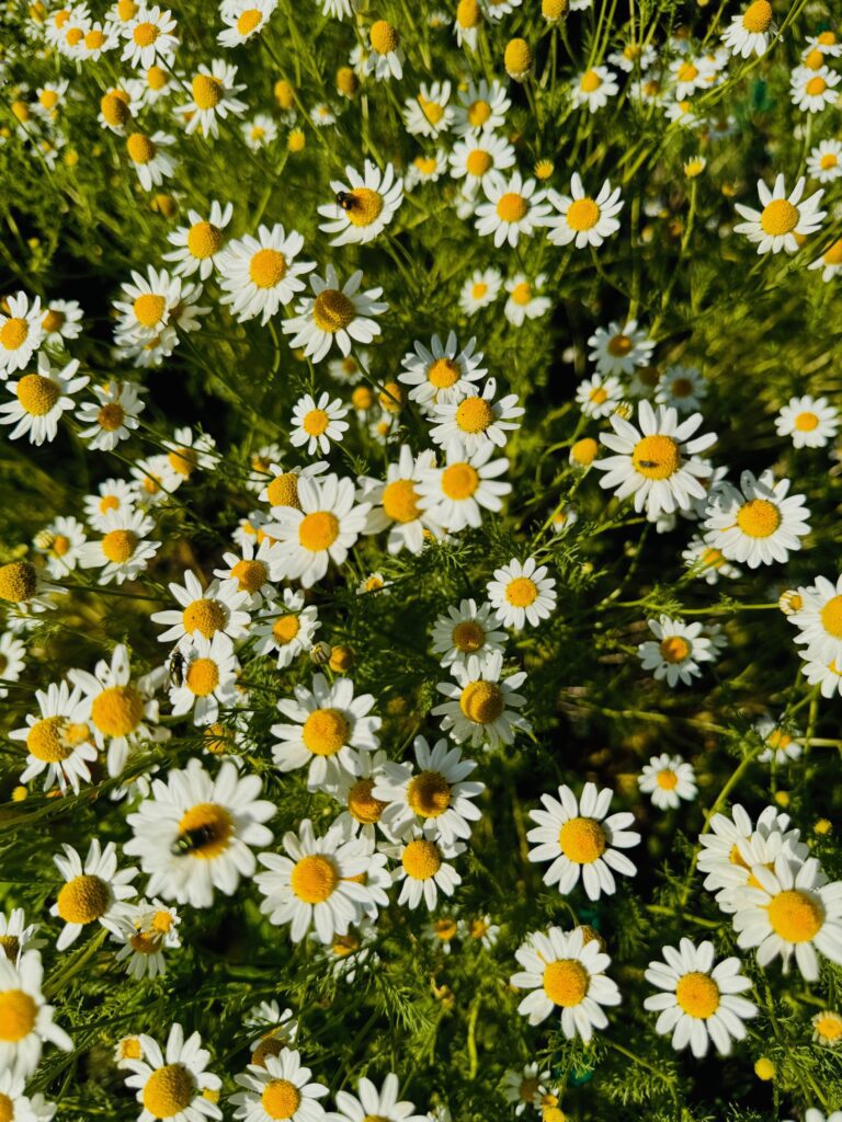 Tea time: 8 beginner-friendly medicinal plants you can grow in your garden