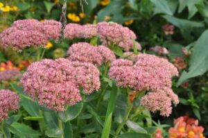 The ultimate perennial guide