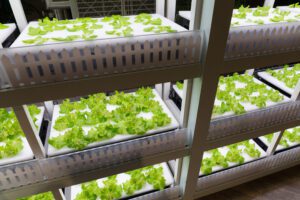 Why does the pH of water fluctuate in hydroponics?