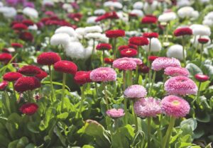Winter bedding plant masterclass: the best expert content