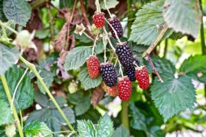 3 myths about pesticides in our food debunked