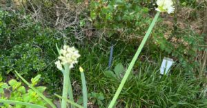 Are my onions bearing fruit?