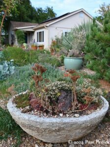 Cold-tolerant cacti and more in plant manager Kelly Grammons' garden