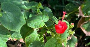 Growing and caring for Turk's cap (Malvaviscus arboreus var. drummondii)