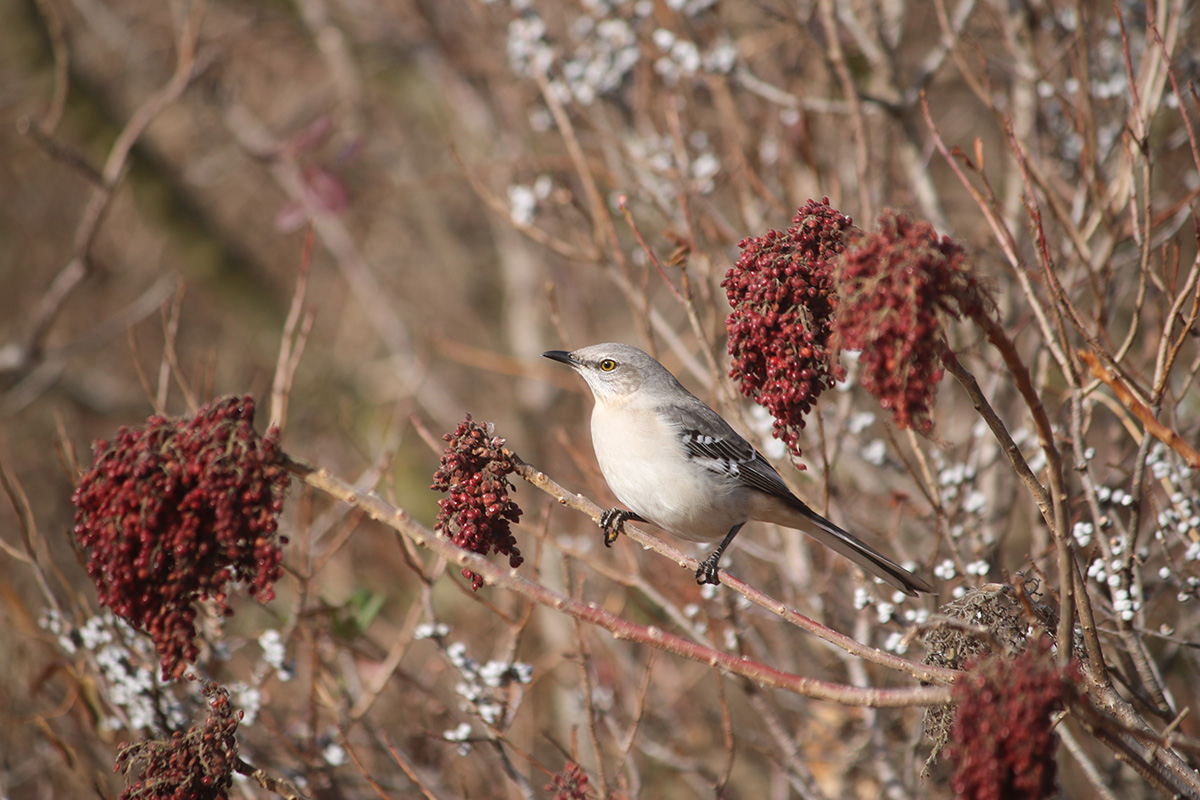 Helping Birds in Winter: 12 Tips on Food, Lodging, and Bird Safety