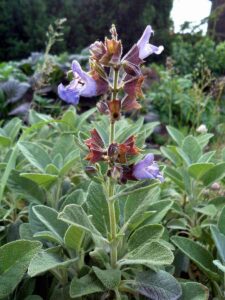 Herbs to grow outdoors in winter – 11 cold-resistant herbs