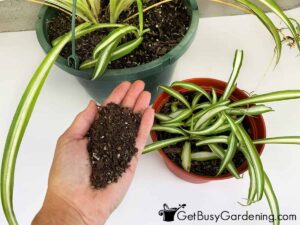 How to choose the best spider plant soil