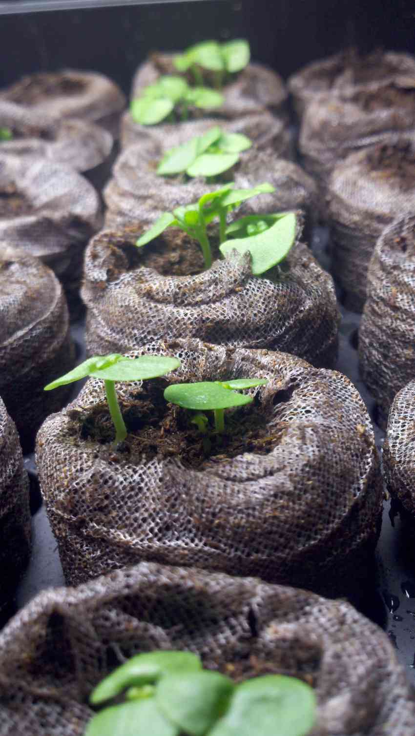 How to grow basil indoors all year round?