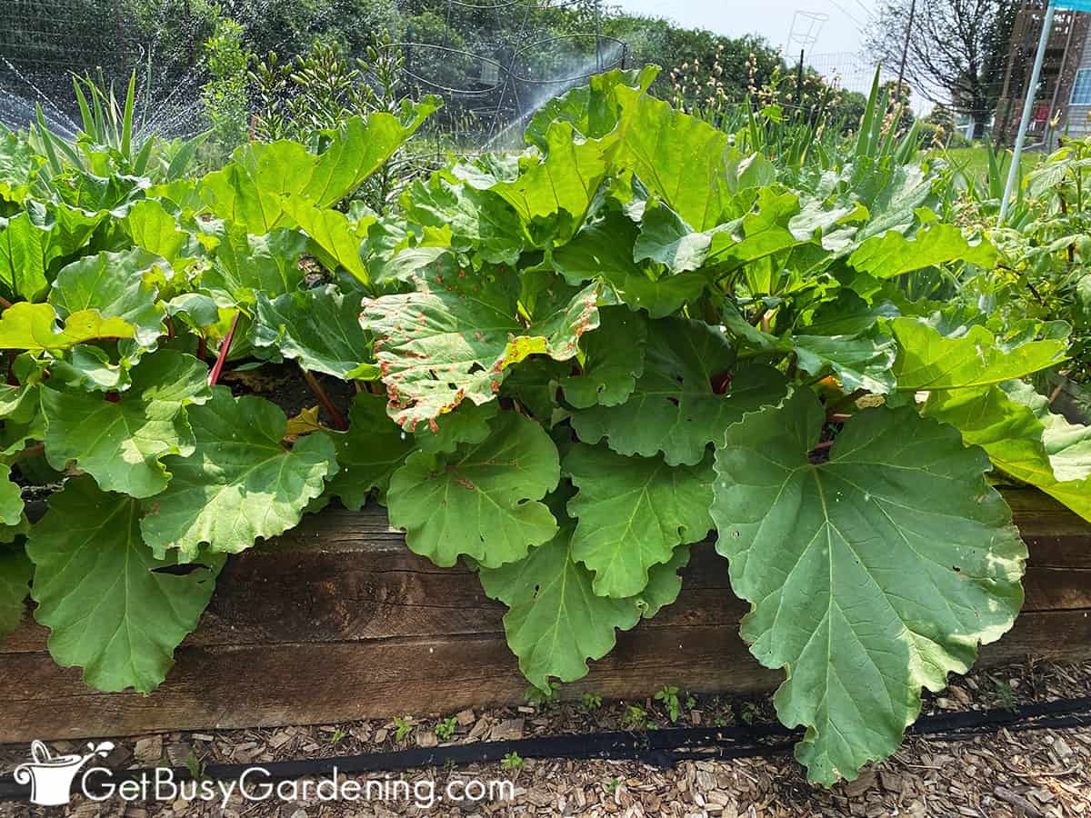 How to grow rhubarb at home