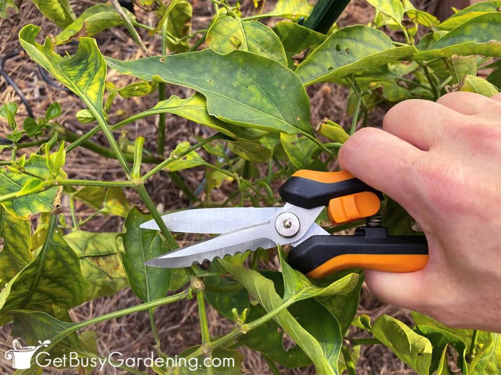 How to prune peppers for maximum production (5 steps!)