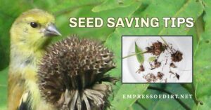 How to save seeds: Collect seeds from plants in your garden