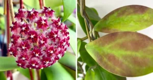 Hoya Ermeli — everything you need to know