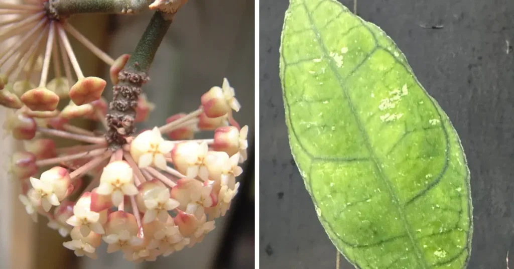 Hoya Finlaysonii — the ultimate care guide