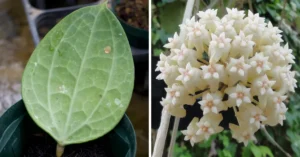 Hoya Latifolia — everything about adding new plants
